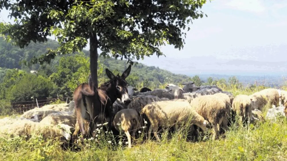 Dveletna oslica je na pa&scaron;niku budno pazila na svoj trop ovac.