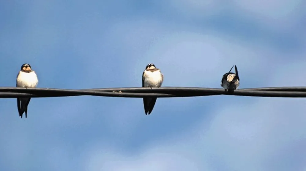 Kmečka lastovka je skozi tisočletja razvila tesen odnos s človekom.