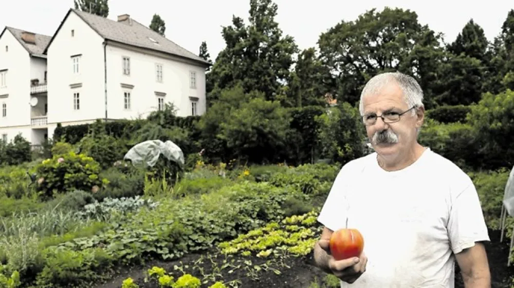 Emilijan Simončič krakovski vrt obdeluje že več kot 40 let in prav toliko časa ima tudi svoje seme za ledenko.