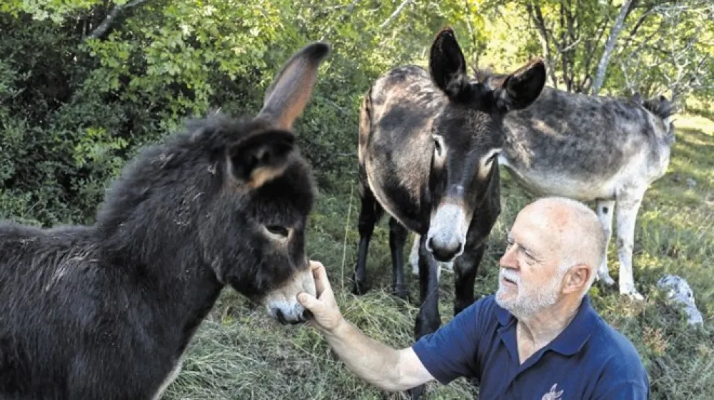 Stane Su&scaron;nik je razložil, da so istrski osli v primerjavi z  dalmatinskimi večji, temno rjavi ali črni, imajo bel gobček, bel trebuh in bele lise okrog oči, ki jim rečemo kar očala.