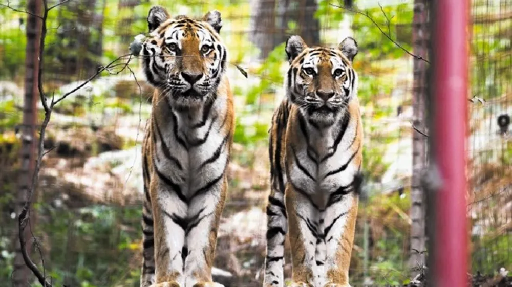 Med približno dvesto živalmi so tudi trije sibirski tigri.