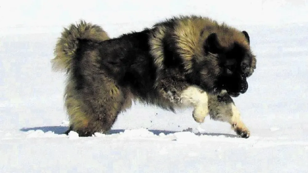 Enajst mesecev star samec