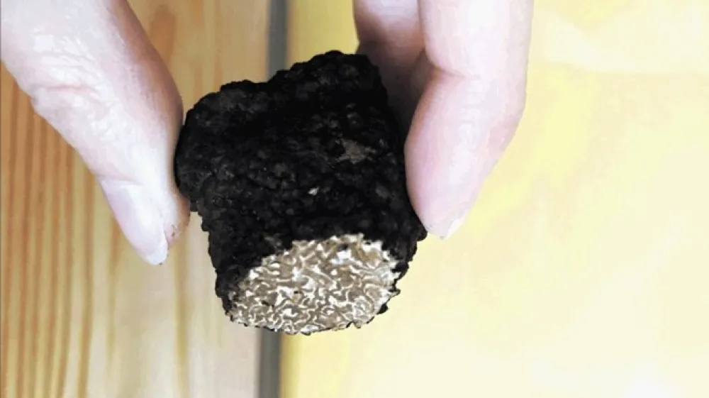 Gojeni kitajski tartuf je videti enako kot črni tartuf, izrazita razlika med obema je v okusu in vonju ter seveda  ceni.