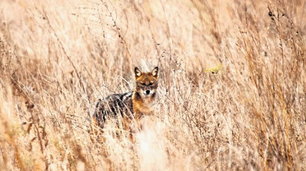 &Scaron;akal ni niti tujerodna niti invazivna  vrsta, ampak avtohtona evropska zver, kajti k nam se je &scaron;iril brez pomoči človeka.