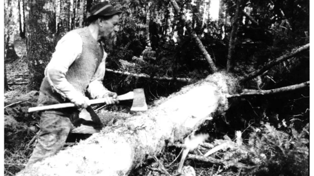 Kle&scaron;čenje in beljenje posekane jelke. Snežnik, 17. marec 1949.