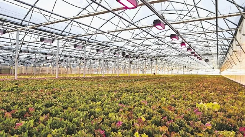 Panorganix dokazuje, da je kakovostno zelenjavo mogoče pridelovati na naravi prijazen način.