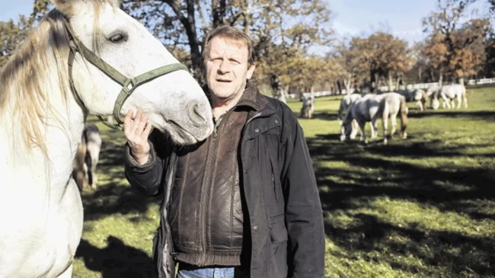 Mag. Janez Rus med čredo lipicanskih kobil z žrebeti na lipi&scaron;kih pa&scaron;nikih.