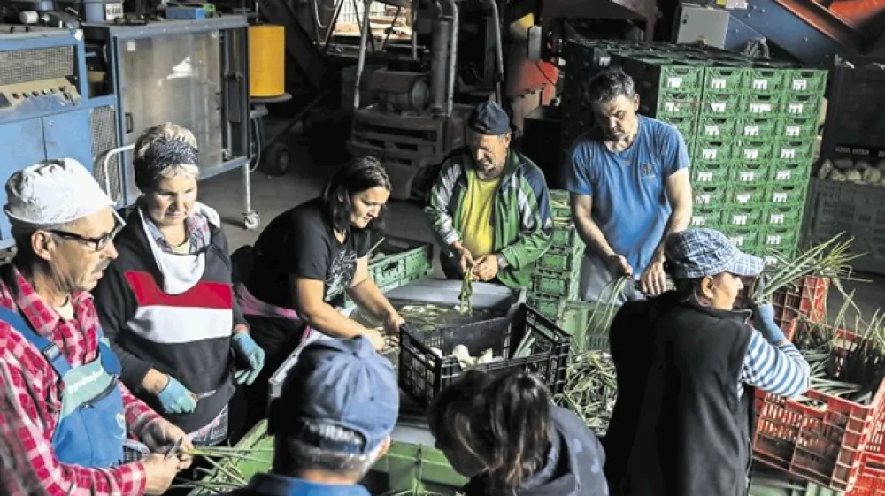 Skupina delavcev se na kmetijo k Jurečičevim vsak dan pripelje iz Trbovelj. Med njimi ne vidimo mladega obraza. &raquo;Saj delo ni težko,&laquo; pove eden izmed njih. &raquo;Mi starej&scaron;i smo vajeni, mladi pa tega nočejo delati.&laquo;