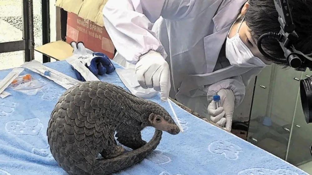 Znanstvenica Sophia Zhang pozdravlja odločitev Kitajske, a opozarja, da je za luskavce po vsej verjetnosti prišla prepozno.