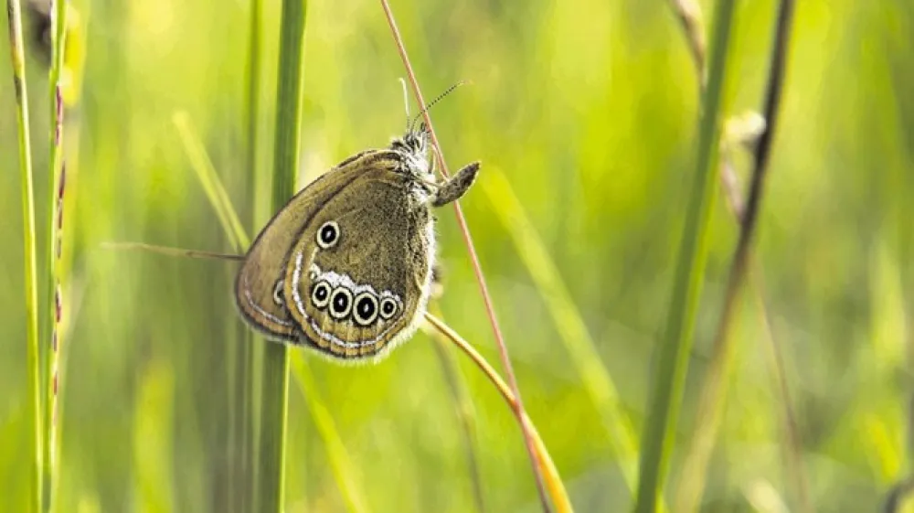 Barjanski okarček spet živi v I&scaron;kem morostu.