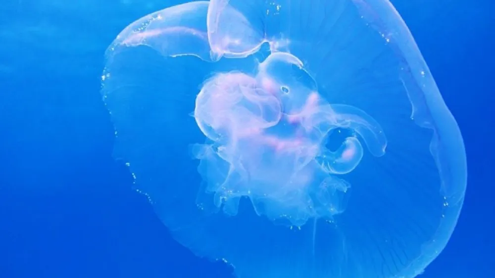 Fotografija je simbolična