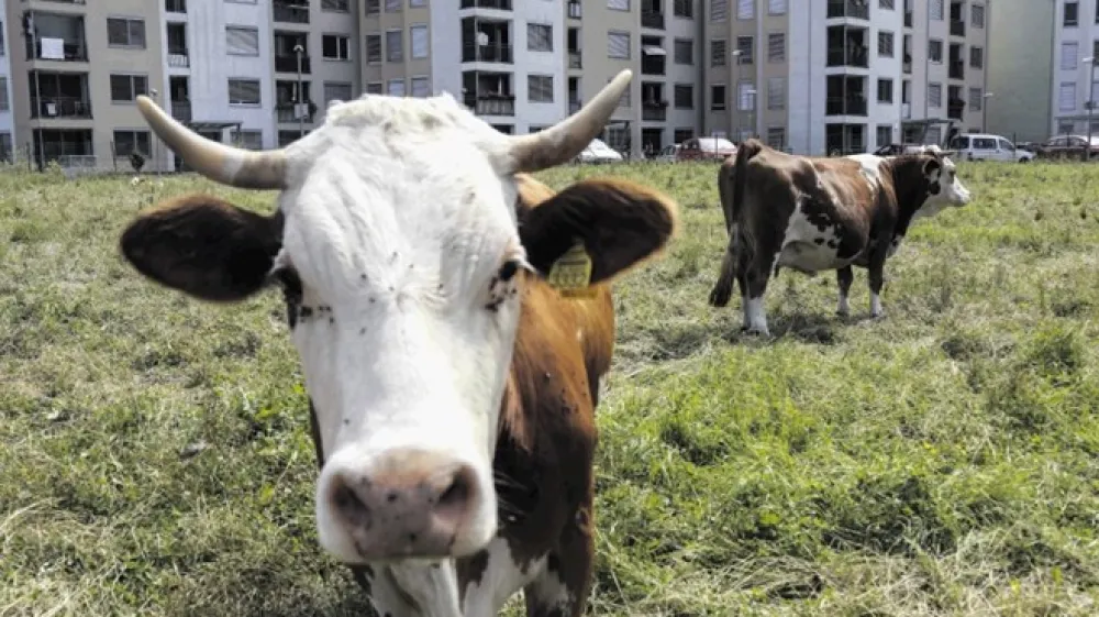 Nekatere večstanovanjske stavbe so na Ljubljanskem barju zrasle tik ob pa&scaron;nikih.