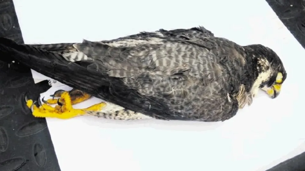 Ustreljeni sokol  selec