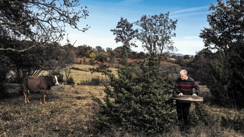 Grmov brina na Krasu ni lahko najti.