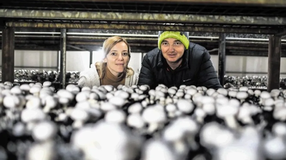 Zakonca Mateja in Jernej Smuk pridelata okoli 420 ton &scaron;ampinjonov na leto.