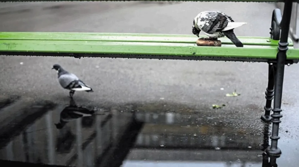 Lahko v času pomanjkljive državne podpore samozaposleni računajo na pomoč svoje občine?