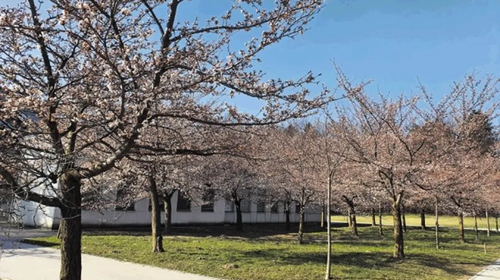 Drevesa bodo med gradnjo novega biotehnolo&scaron;kega stiči&scaron;ča tik ob gradbi&scaron;ču, kar bo zagotovo vplivalo tudi na stanje rastlin.