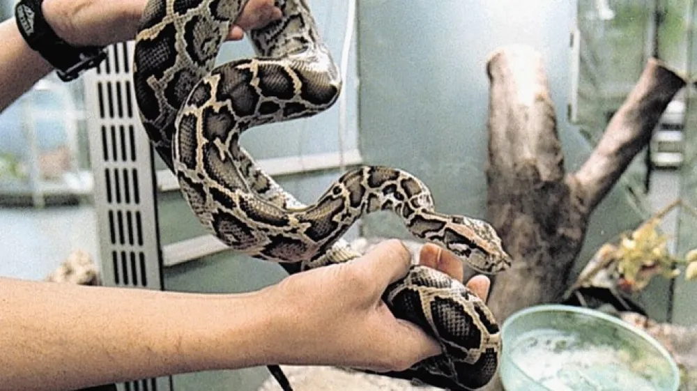 V Sloveniji je iz leta v leto več lastnikov eksotičnih živali, tudi kač.