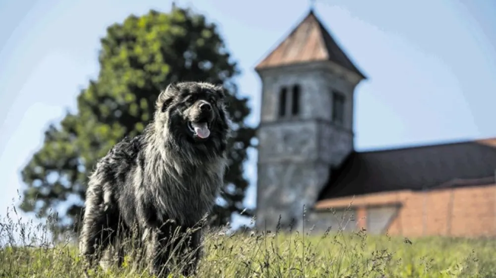 Čudoviti Kras, kra&scaron;ki ovčar, je glavni lik slovenskega dokumentarnega filma Sinovi burje.