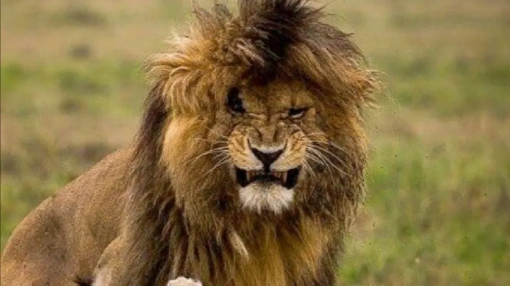 Scar je zaradi črnega čopa na vrhu glave, bujne grive in brazgotine na levem očesu  poosebljal  mogočnega kralja džungle.