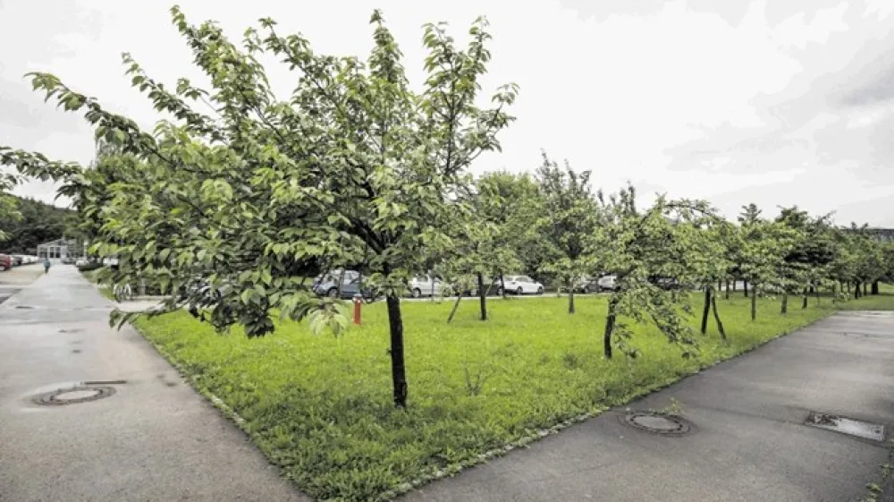 Nacionalni in&scaron;titut za biologijo skrbi tudi za dragoceni nasad japonskih če&scaron;enj, diplomatsko darilo japonske princese Sajako.