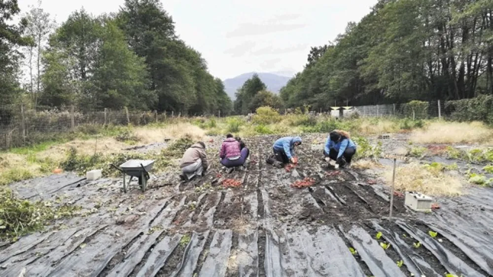 Agrodivizija je organizirana po načelih demokratičnega samoupravljanja.