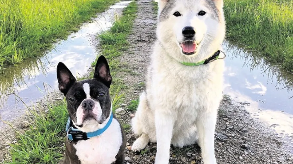 Čičo in Chena sta zabavna psa, ki imata svoj adventni koledar.