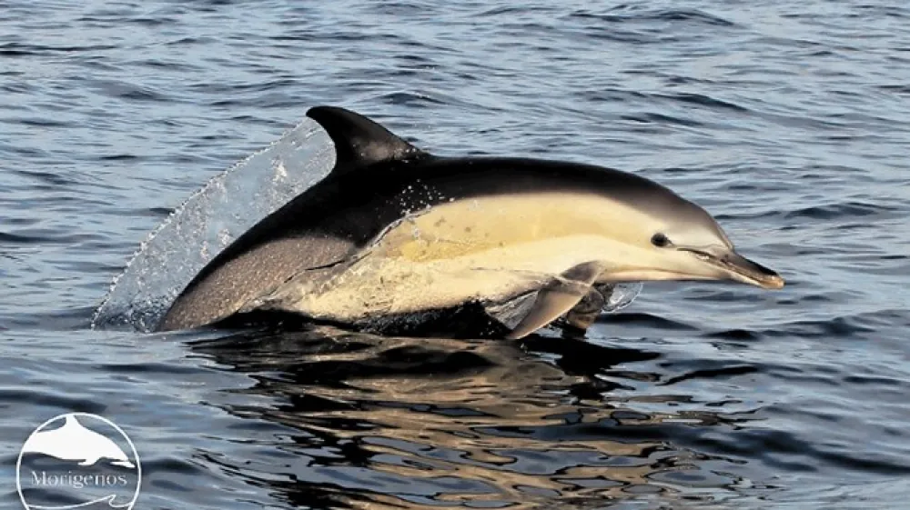 Navadni delfin, vrsta, ki je bila nekoč pogosta v severnem Jadranu, a jo danes obravnavamo kot regionalno izumrlo, je opredeljen kot ogrožen.