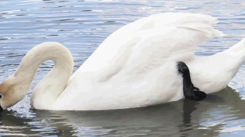 Pri vsakem izbruhu aviarne influence pri divjih pticah najbolj nastradajo labodi grbci.