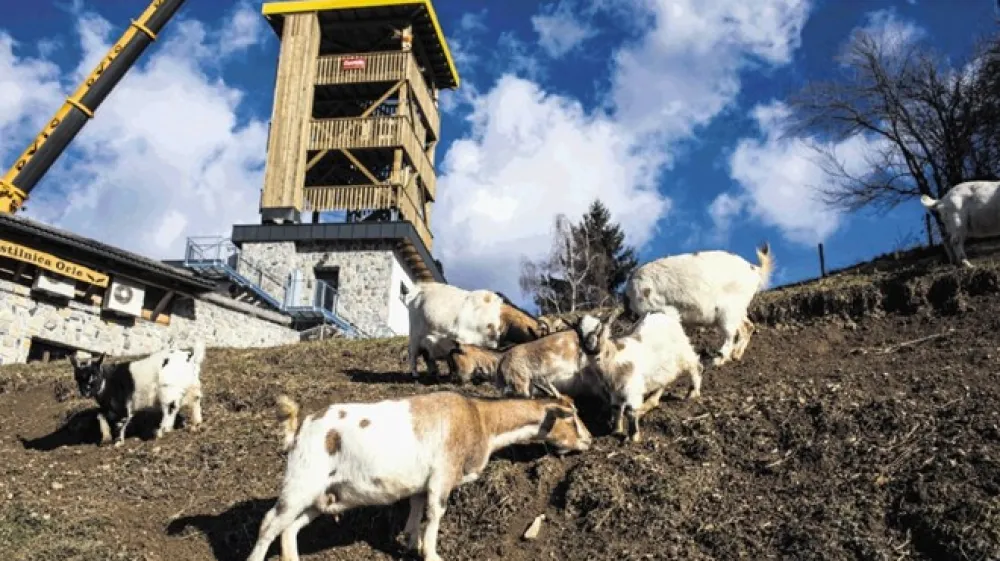 Postavitev 22 metrov visokega razglednega stolpa na streho gostinskega objekta ni motila kozje družine.