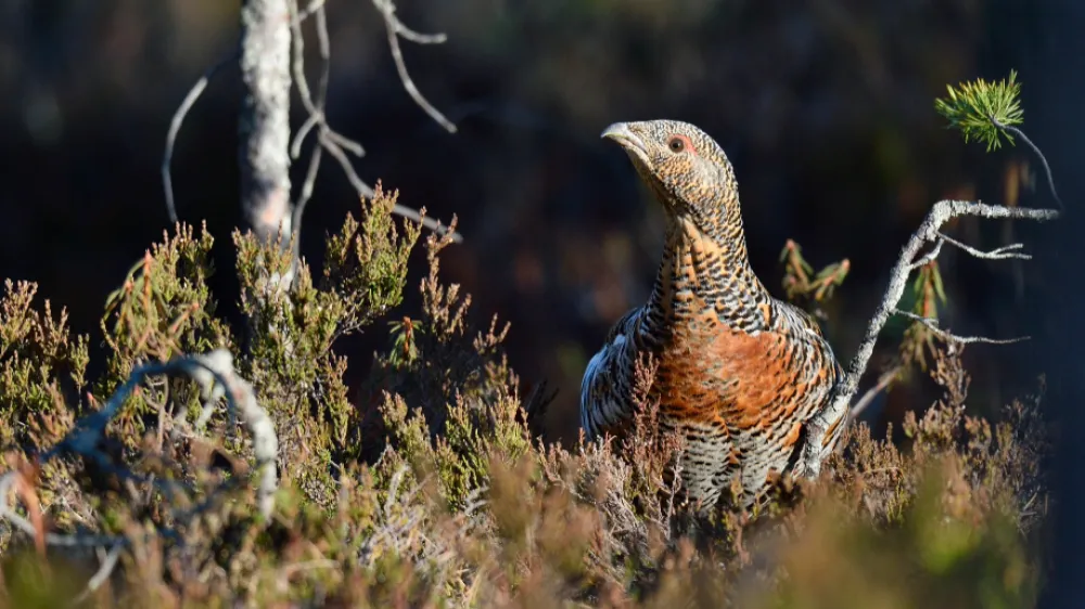 Starejši viri kažejo, da je nekoč divji petelin poseljeval večino Slovenije (razen nižinskih delov vzhodne Slovenije in večji del Primorske). Med drugim ni bil prav nič nenavaden prebivalec ljubljanskega Rožnika. V zadnjih 130 letih je bila številčnost divjega petelina na Slovenskem največja v letih med 1910 in 1930, po letu 1960 pa stalno zmanjšuje. Divji petelin ima v Sloveniji skrajni rob geografske razširjenosti na območjih jugovzhodnih Alp in severozahodnih Dinaridov. Osrednji del razširjenosti pa predstavljajo države severne Evrope in pribaltske države ter Rusije.