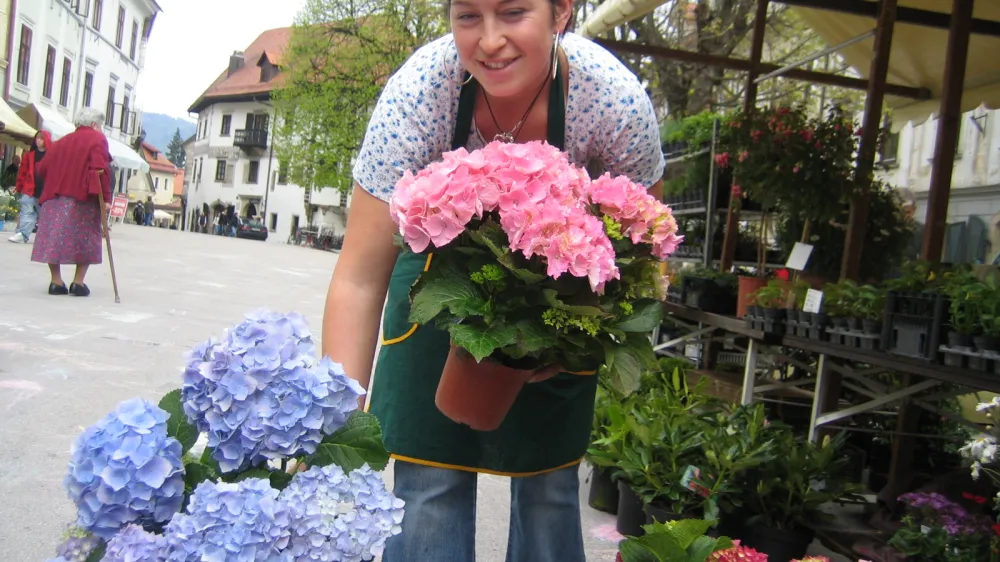 skofja loka cvetlicni sejem roze