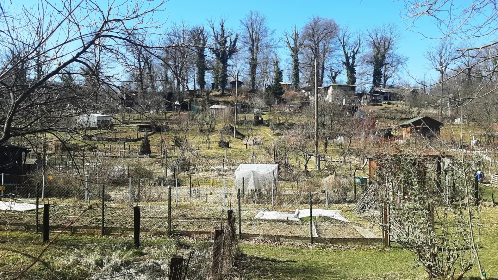 Med letom bo urejena nova vrtičkarska cona, ki bo namenjena vrtičkarjem z območja Leše.&nbsp;