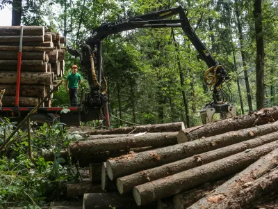 17.8.2016 - Lubadar - sanacija pokodovanih gozdov zaradi epidemije lubadarja - sečnja in spravilo pokodovanega lesa - podrta - polomljena drevesa - gozdovi - gozd - les - hlodovina -  gozdarstvo -     //FOTO: Luka Cjuha.