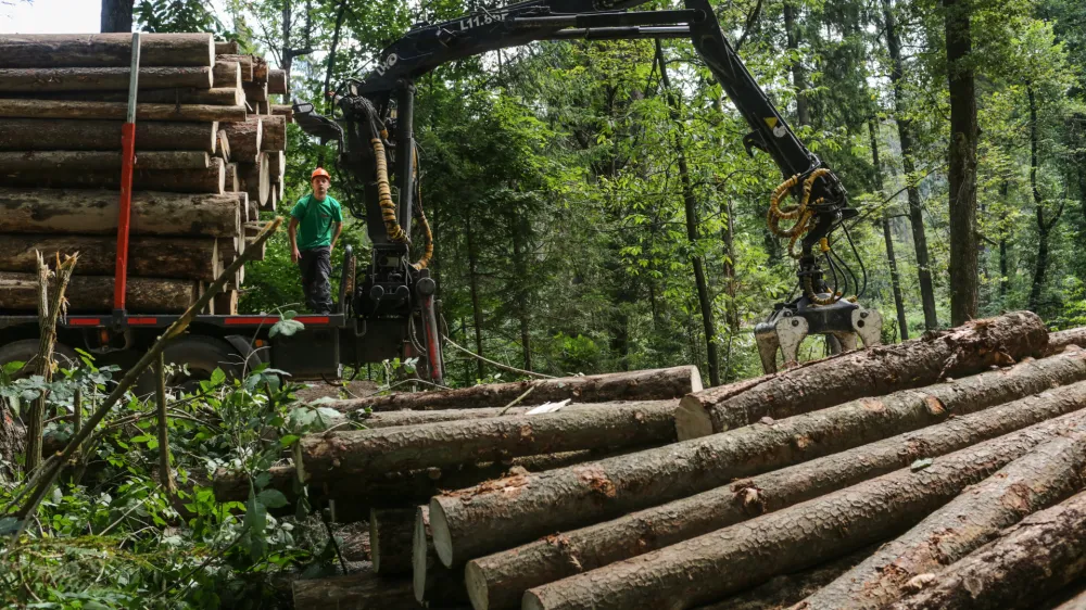 17.8.2016 - Lubadar - sanacija pokodovanih gozdov zaradi epidemije lubadarja - sečnja in spravilo pokodovanega lesa - podrta - polomljena drevesa - gozdovi - gozd - les - hlodovina -  gozdarstvo -     //FOTO: Luka Cjuha.