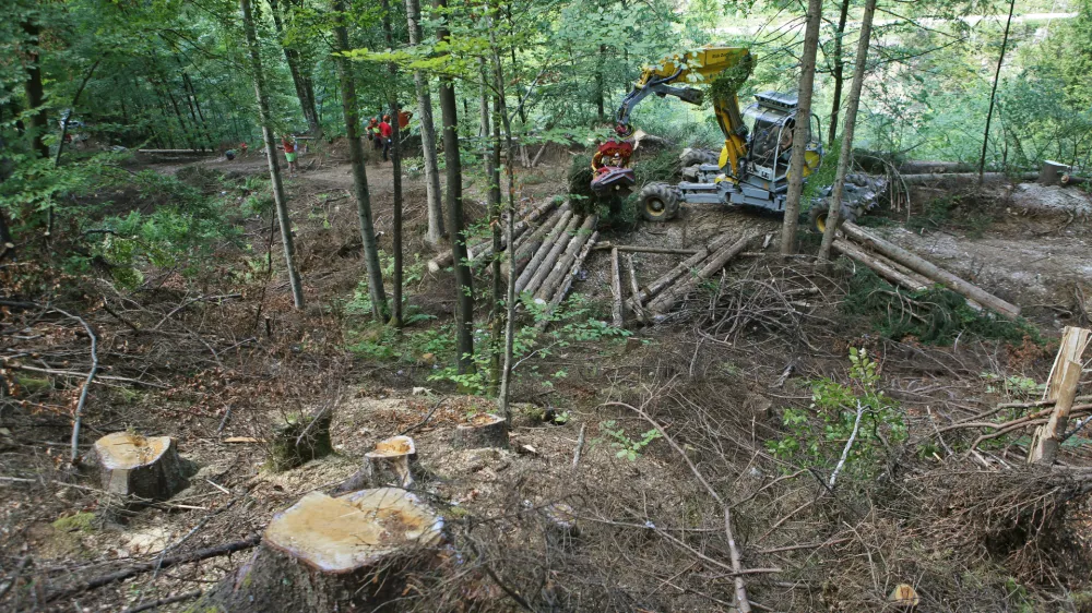 - strojna sečnja lesa  posek  podiranje dreves - gozdarski bager Menzi Muck A91 Mobil 4x4 plus- 08.08.2017 - Bohinj  Bohinjski gozdovi - smrekov lubadar se je raziril v zgornjo bohinjsko dolino nad Jereko proti Podjelju in Pokljuki. - gozdarstvo  smreke //FOTO: Toma Skale