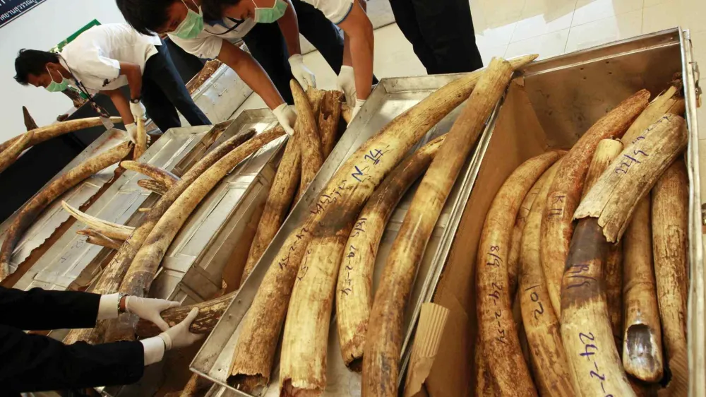 Thai custom officials display seized ivory tusks during a news conference at the customs office of Suvarnabhumi Airport in Bangkok February 25, 2011. $1.6 million worth of elephant ivory tusks and rhino horns, weighing 1,208kg (2,663lbs) from Nigeria enroute Qatar and Malaysia, were seized as they reached Bangkok, according to a Thai custom officer. REUTERS/Sukree Sukplang (THAILAND - Tags: ANIMALS CRIME LAW SOCIETY)