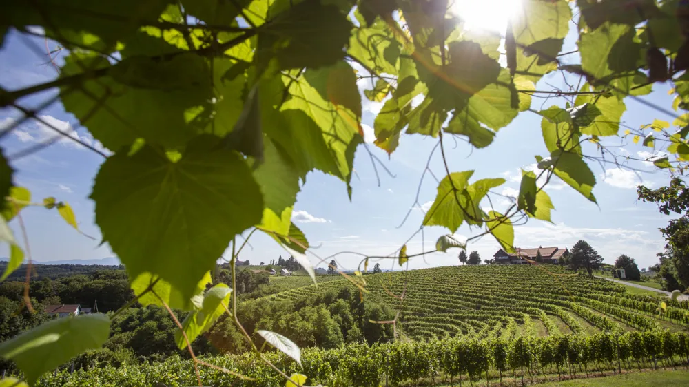 - Jeruzalem, vinogradi- 02.08.2019  Občina Ormo  reportaa za rubriko Neodkrita mesta //FOTO: Matja Rut