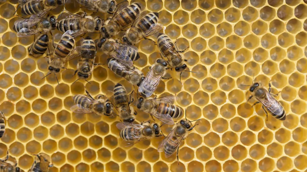 - Čebelarstvo - čebelarji - čebele - //FOTO: Jaka AdamičOPOMBA: ZA OBJAVO V PRILOGI  DNEVNIKOV OBJEKTIV - REPORTAA O ČEBELAH