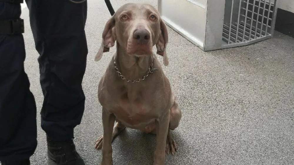 Policijska psička Dona bo lahko ostala s svojim upokojenim vodnikom. 