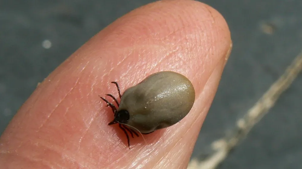 Svet se borelioze, ki jo prena&scaron;ajo klopi, zaveda &scaron;ele od sedemdesetih let prej&scaron;njega stoletja. Foto: Arhiv Dnevnika