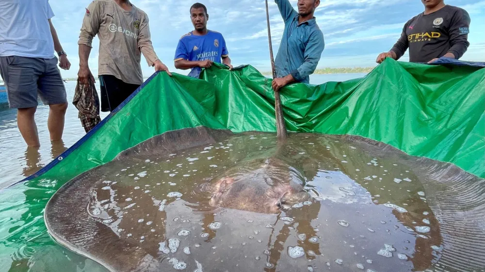 Local fishermen stand with a rescued 180-kilogram and 4-meter long giant freshwater stingray hooked by a fisherman's net at the Mekong River, in Stung Treng province, Cambodia May 5, 2022. Picture taken May 5, 2012. University of Nevada/Handout via REUTERS THIS IMAGE HAS BEEN SUPPLIED BY A THIRD PARTY. NO RESALES. NO ARCHIVES.