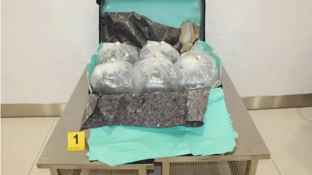 Mladice jegulje spretno zapakirajo v kovčke in jih še žive dostavijo v azijske ribogojnice.