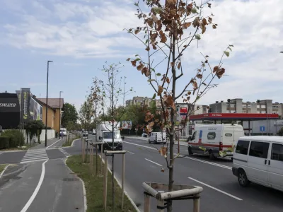 - 07.07.2022 – Tržaška cesta v Ljubljani – drevored - posušena drevesa - //FOTO: Jaka Gasar