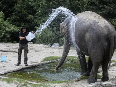 Slonico Gango oskrbnik Matija Ramšak vsak dan ohladi z nekaj vedri vode.