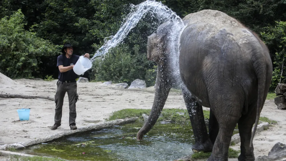 Slonico Gango oskrbnik Matija Ramšak vsak dan ohladi z nekaj vedri vode.
