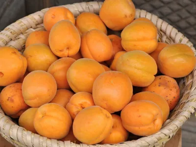 Kmetija Baznik, Pečice v občini Brežice.
Predstavitev avtohtone sorte pi&scaron;e&scaron;kih marelic in možnosti njenega ohranjanja.