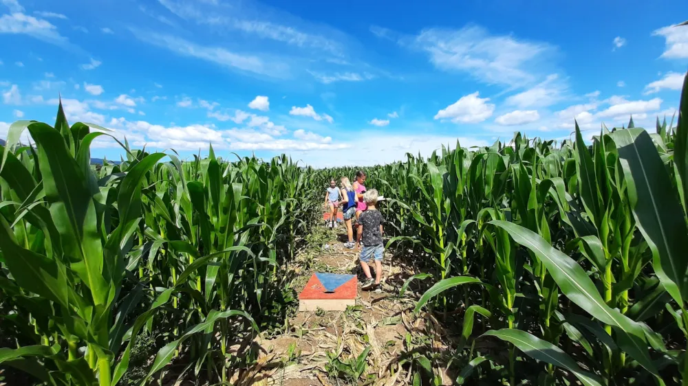 Pred odprtjem kranjskega labirinta so imeli precej težav s sušo, a je na srečo zadnje deževje koruzo dovolj namočilo in ta zdaj lepo uspeva.