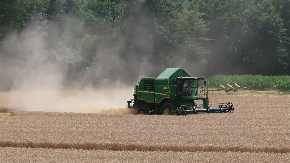 p&scaron;enica, žetev, su&scaron;a. Foto: Tatjana Pihlar 