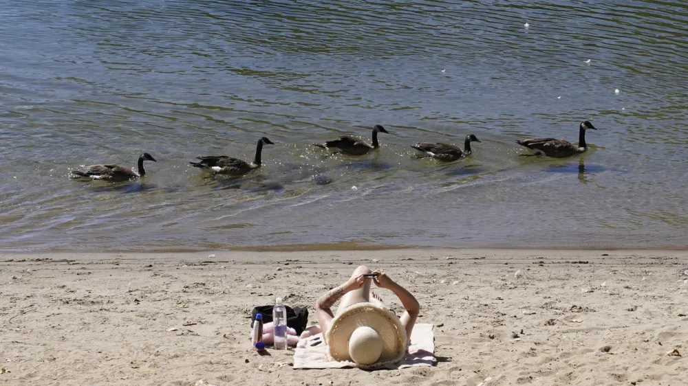 Ducks pass a beachgoer as they float down the American River at Discovery Park in Sacramento, Calif., Wednesday, July 20, 2022. Once again temperatures in California's capital crossed the 100-degree mark. (AP Photo/Rich Pedroncelli)